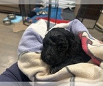 Small Photo #6 Goldendoodle Puppy For Sale in BUDD LAKE, NJ, USA