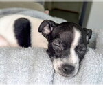 Small #3 Chihuahua Mix