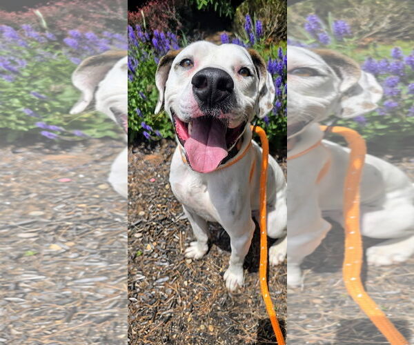 Medium Photo #6 Lab-Pointer Puppy For Sale in Rockaway, NJ, USA