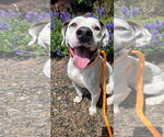 Small #5 Lab-Pointer