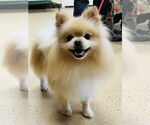 Small #2 Pomeranian