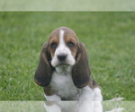 Puppy AL Basset Hound