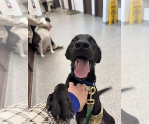 Labrador Retriever-Unknown Mix Dogs for adoption in Holly Springs, NC, USA