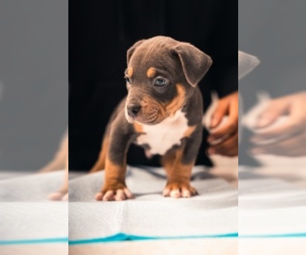 Medium Photo #6 American Bully Puppy For Sale in SMYRNA, GA, USA