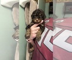 Small Photo #13 Golden Mountain Doodle  Puppy For Sale in REYNOLDSBURG, OH, USA
