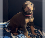 Small #18 Doberman Pinscher