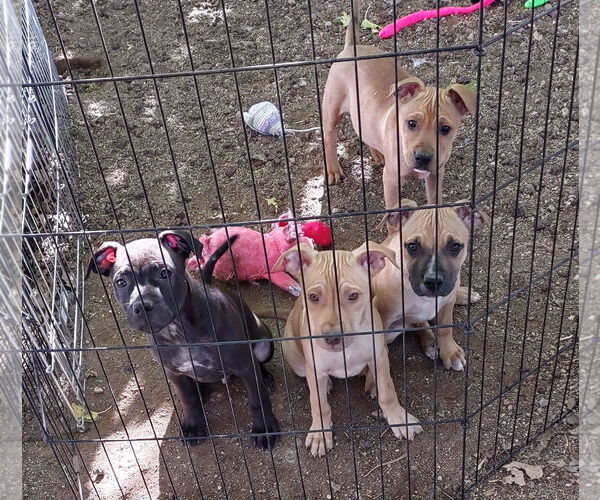 Medium Photo #2 American Staffordshire Terrier-Labrador Retriever Mix Puppy For Sale in Golden Valley, AZ, USA