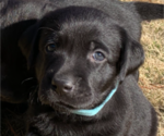 Small Photo #13 Labrador Retriever Puppy For Sale in ATHENS, GA, USA