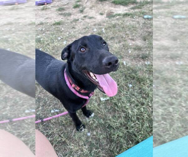 Medium Photo #4 Labrador Retriever Puppy For Sale in Evansville, IN, USA