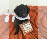 Puppy Pumpkin Goldendoodle-Pyrenean Shepherd Mix