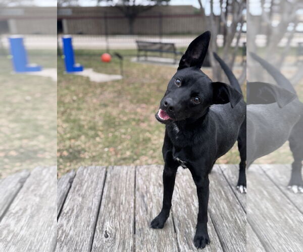 Medium Photo #3 Australian Kelpie-Unknown Mix Puppy For Sale in Rowlett, TX, USA