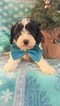 Small Photo #5 Cavapoo Puppy For Sale in EDEN, PA, USA