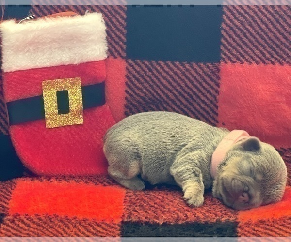 Medium Photo #9 French Bulldog Puppy For Sale in SCOTTSDALE, AZ, USA
