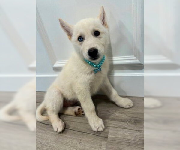 Medium Photo #3 Siberian Husky Puppy For Sale in Fremont, CA, USA