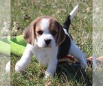 Puppy Millie Beagle