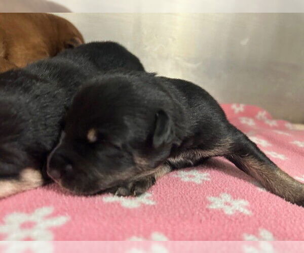 Medium Photo #1 Mutt Puppy For Sale in Tulsa, OK, USA