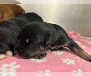 Mutt Dogs for adoption in Tulsa, OK, USA