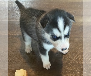 Siberian Husky Puppy for sale in PLANT CITY, FL, USA