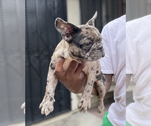 French Bulldog Puppy for sale in SAN DIEGO, CA, USA