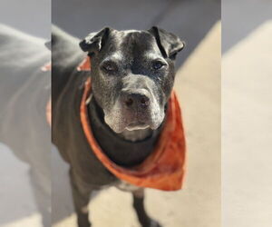 Chinese Shar-Pei-Labrador Retriever Mix Dogs for adoption in Chandler, AZ, USA