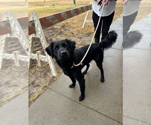 Medium Photo #2 Rottweiler-Siberian Husky Mix Puppy For Sale in Evansville, IN, USA