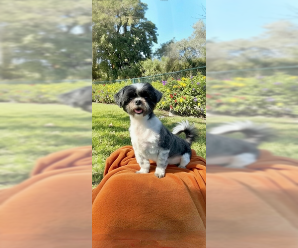 Medium Photo #5 Shih Tzu Puppy For Sale in Weston, FL, USA