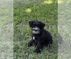 Schnauzer (Miniature) Puppy for sale in IDEAL, GA, USA