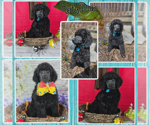 Poodle (Standard) Puppy for Sale in MC BAIN, Michigan USA