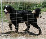 Small Photo #1 Bernese Mountain Dog Puppy For Sale in HOPKINSVILLE, KY, USA