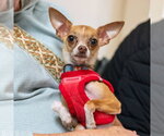 Small #16 Chihuahua