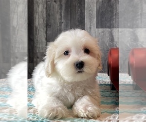 Havaton Puppy for sale in CANOGA, NY, USA