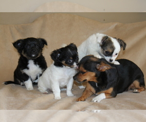 Chihuahua Litter for sale in HUDSONVILLE, MI, USA
