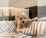 Puppy Daisy Schnauzer (Miniature)