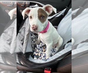 Pointer-Unknown Mix Dogs for adoption in Shermans Dale, PA, USA