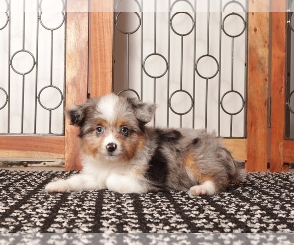 Medium Photo #1 Aussiedoodle Toy Puppy For Sale in NAPLES, FL, USA
