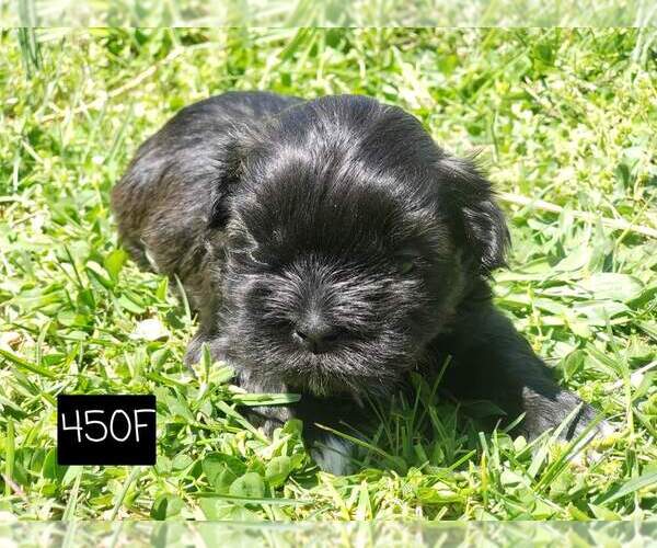Medium Photo #3 Shih Tzu Puppy For Sale in MOUNTAIN GROVE, MO, USA