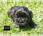 Small Photo #3 Shih Tzu Puppy For Sale in MOUNTAIN GROVE, MO, USA