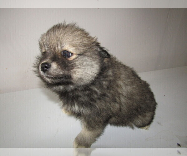 Medium Photo #8 Pomsky Puppy For Sale in KOKOMO, IN, USA