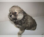 Small Photo #8 Pomsky Puppy For Sale in KOKOMO, IN, USA