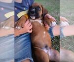 Small Photo #11 Boxer Puppy For Sale in HUMBOLDT, NE, USA