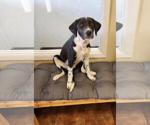 Scout - Male Pointer Dog for Adoption