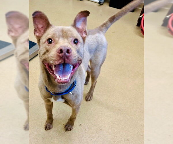 Medium Photo #1 American Pit Bull Terrier-Unknown Mix Puppy For Sale in Derwood, MD, USA