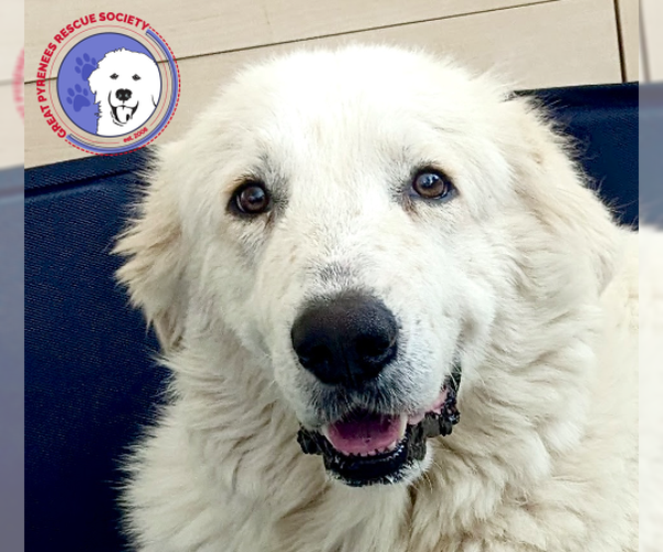Medium Photo #9 Great Pyrenees Puppy For Sale in Spring, TX, USA