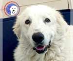 Small #8 Great Pyrenees