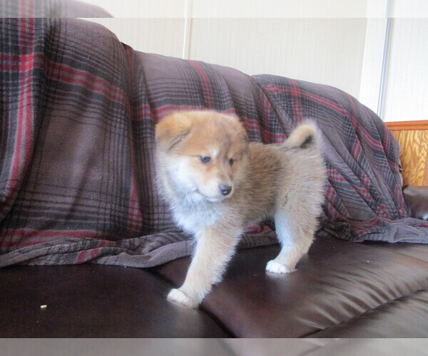 Medium Photo #2 Imo-Inu Puppy For Sale in COLBY, WI, USA
