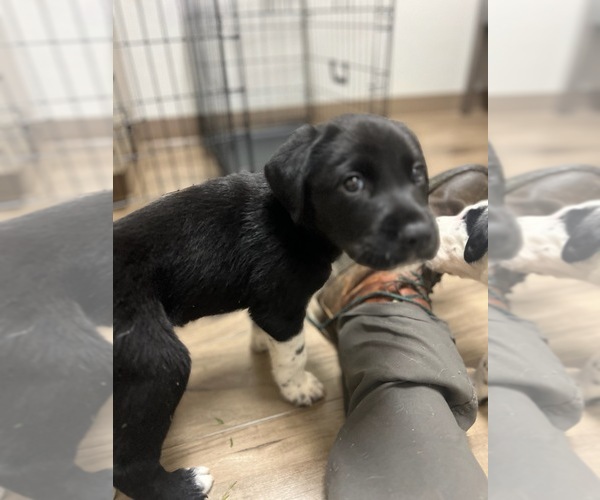 Medium Photo #3 German Shorthaired Pointer-Great Pyrenees Mix Puppy For Sale in CHARLOTTE, NC, USA