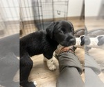 Small #2 German Shorthaired Pointer-Great Pyrenees Mix