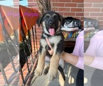 Small Photo #7 German Shepherd Dog Puppy For Sale in VIRGINIA BEACH, VA, USA