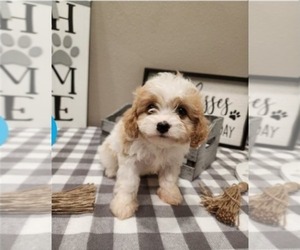 Cavapoo Puppy for sale in PHOENIX, AZ, USA