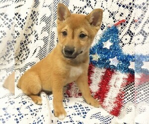 Shiba Inu Puppy for sale in NORWOOD, MO, USA